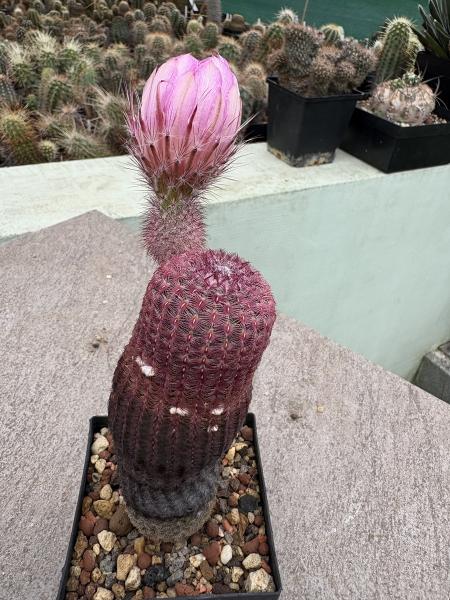 Echinocereus rigidissimus rubispinus